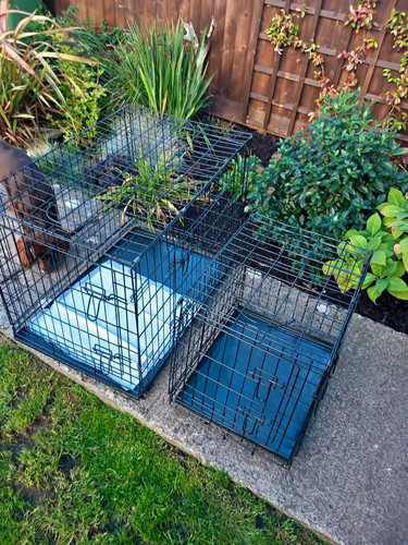 Folding steel wire dog - folding,